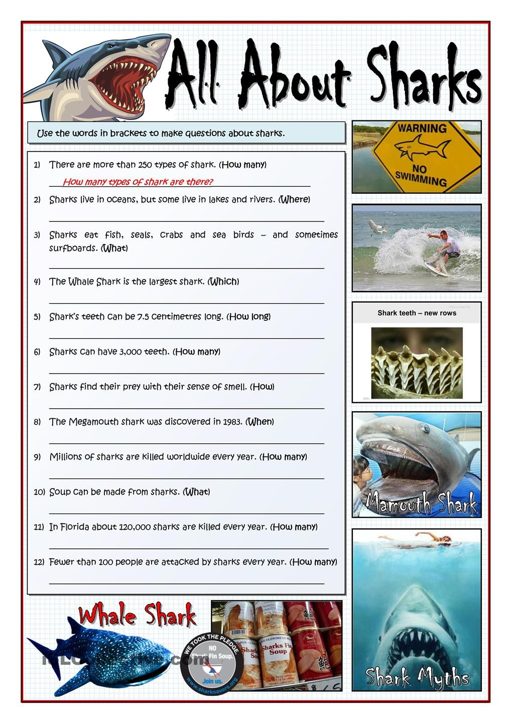 ALL ABOUT SHARKS MAKE QUESTIONS All About Sharks Shark Facts 