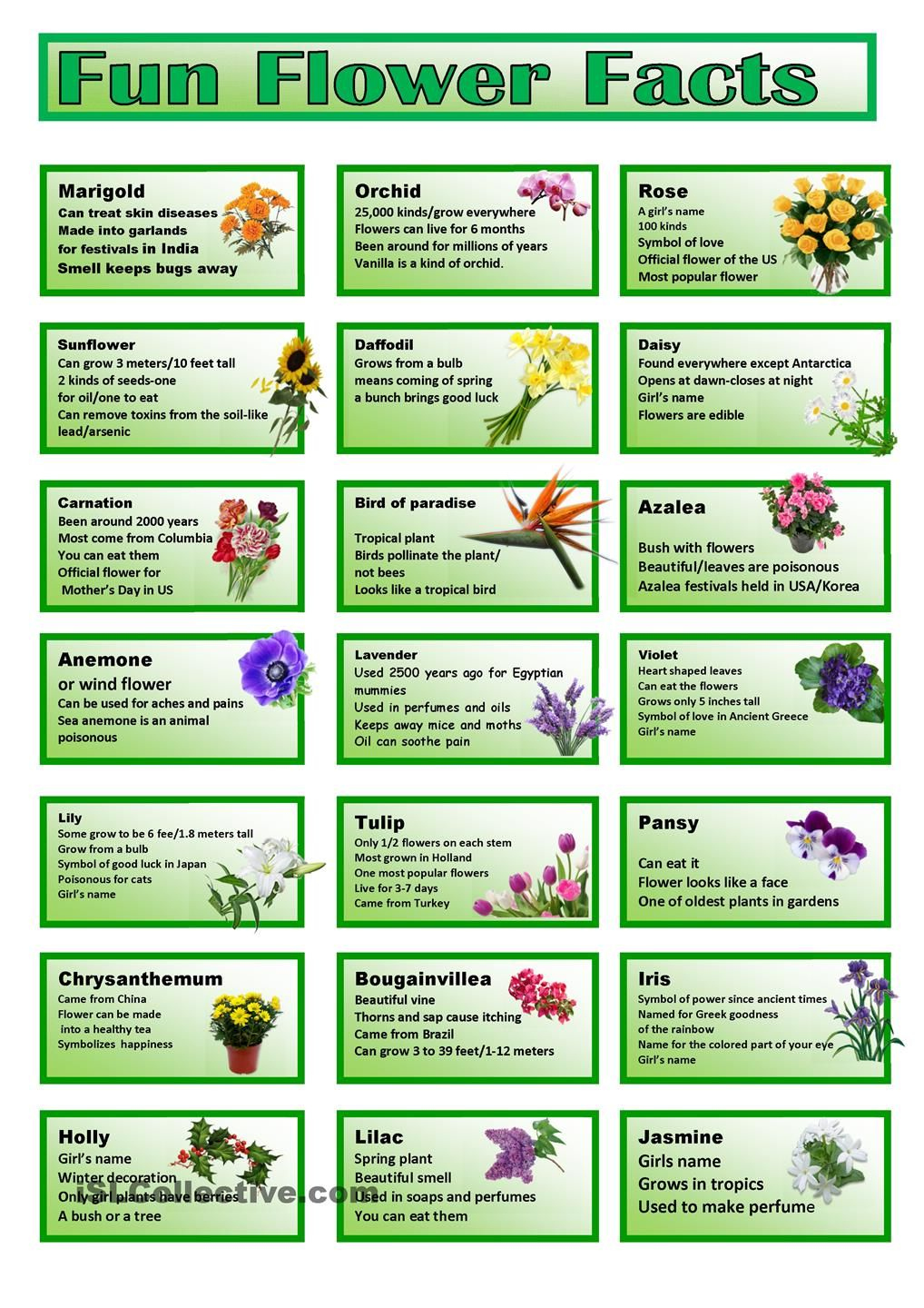 Flower Power Quiz Questions FLOWERNIDA