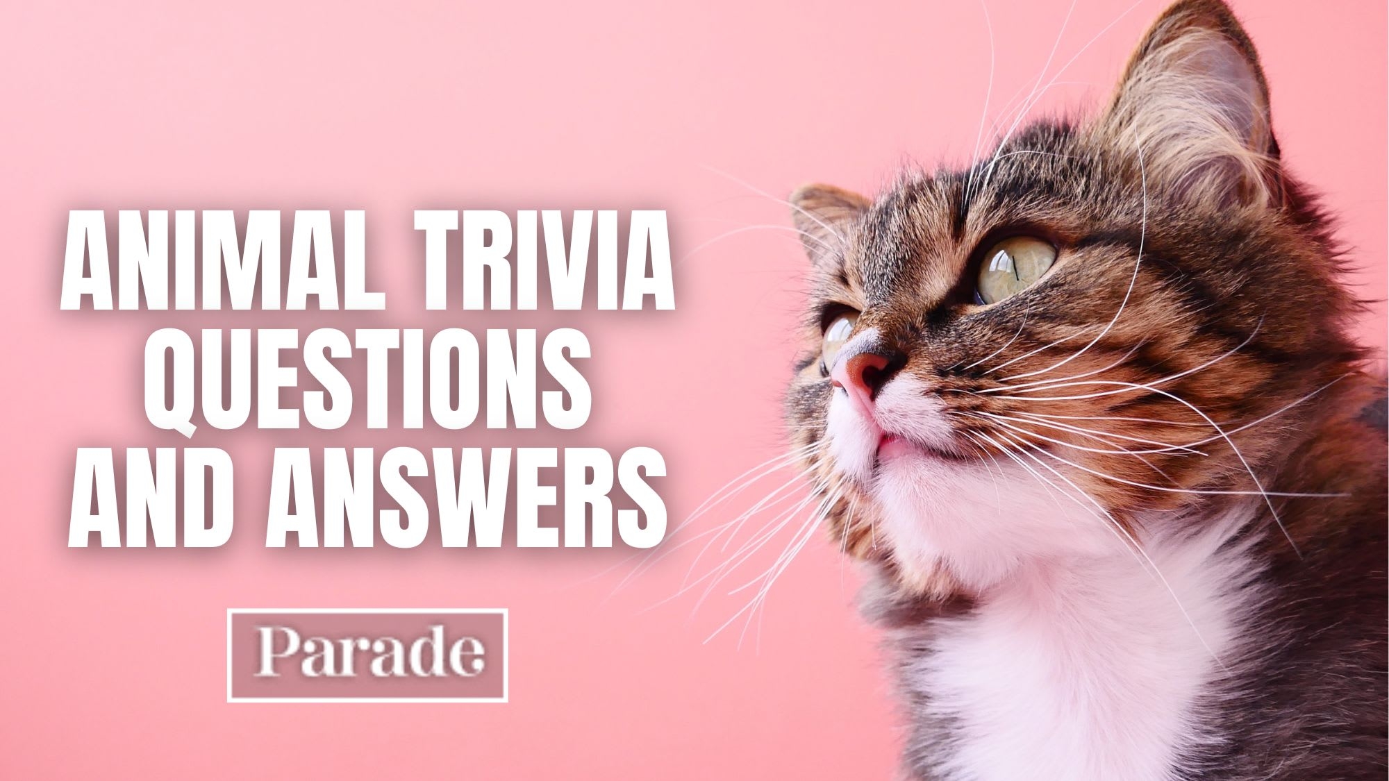 Trivia Questions and Answers Printable 2022 Adult