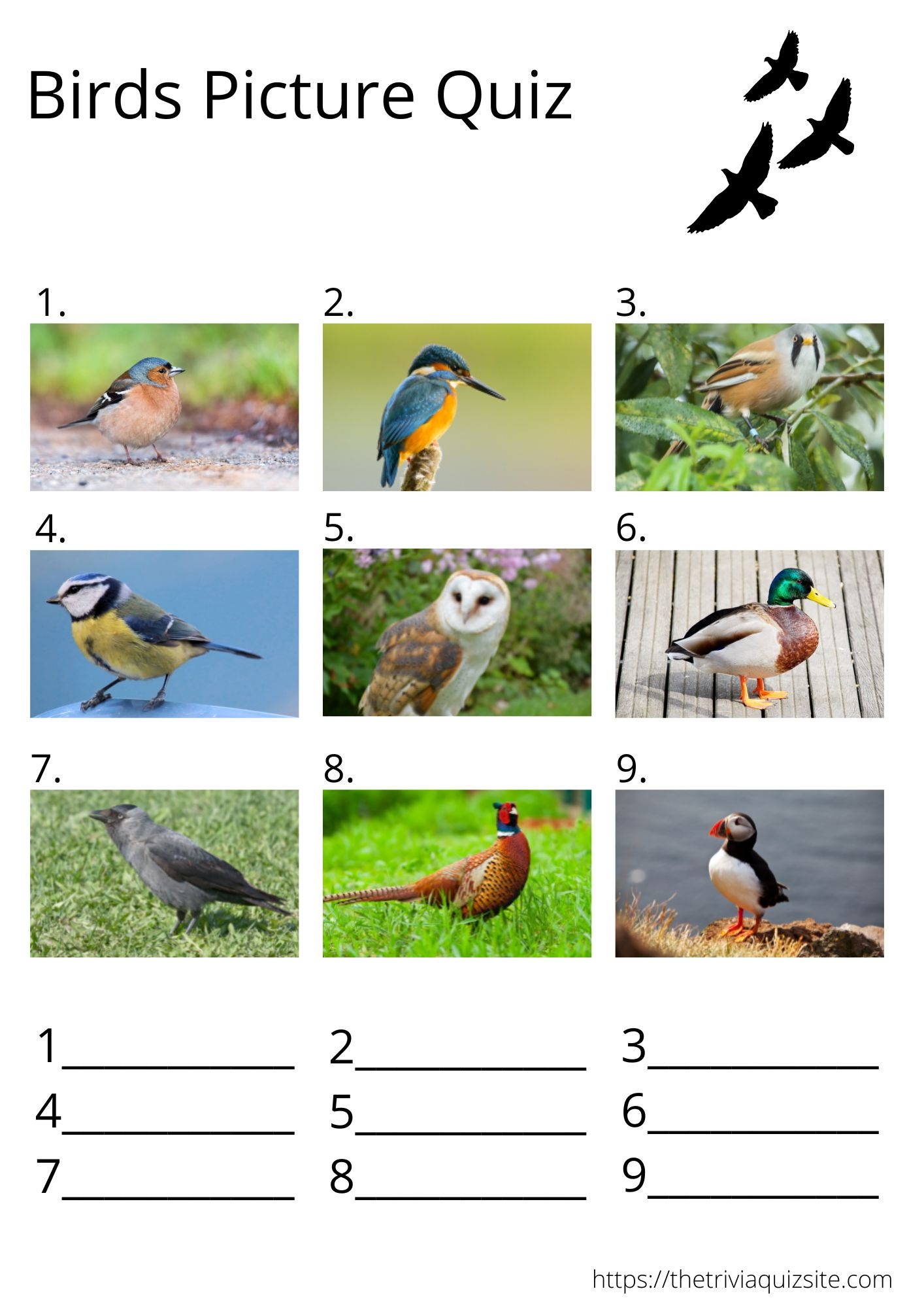 Picture Quiz Rounds Free Downloadable Trivia For Your Next Pub Quiz The Trivia Quiz Site