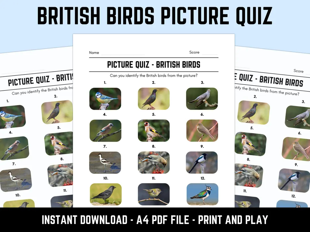 Printable British Birds Picture Quiz With Answers Instant Download PDF Etsy UK