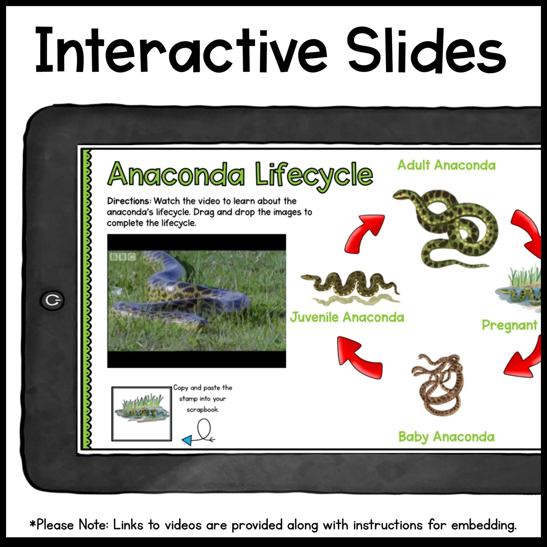 Research Webquest Anacondas In Google Slides CCK