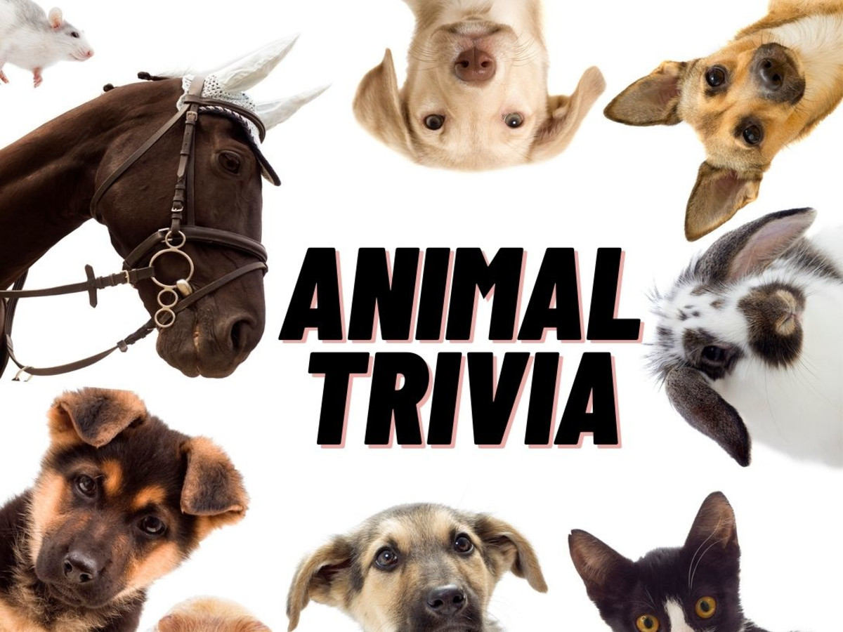 Printable Animal Trivia with Answers