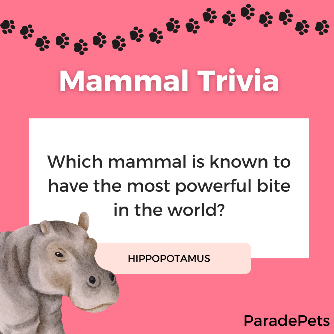 Test Your Animal IQ With These 100 Animal Trivia Questions Parade Pets
